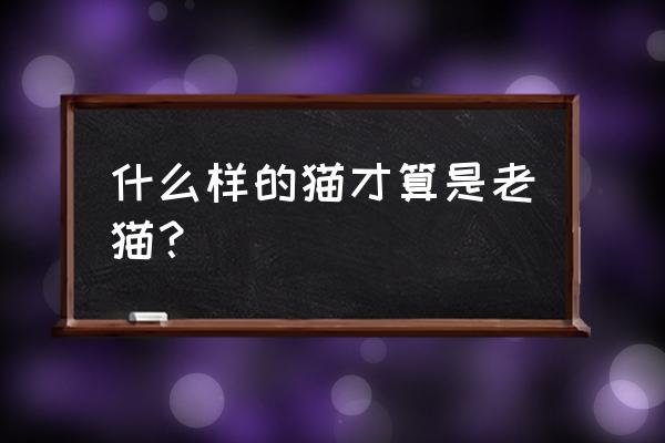 老猫什么东西都不吃了 什么样的猫才算是老猫？