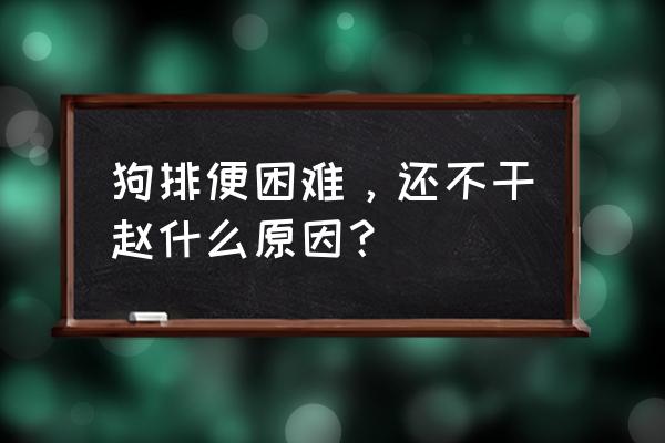 狗便秘怎么办快速解决方法 狗排便困难，还不干赵什么原因？