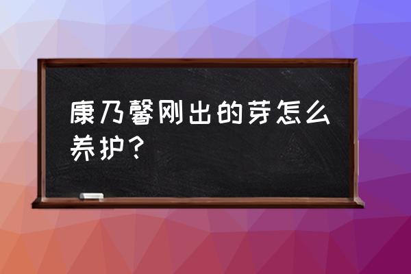 康乃馨适合什么时间播种 康乃馨刚出的芽怎么养护？