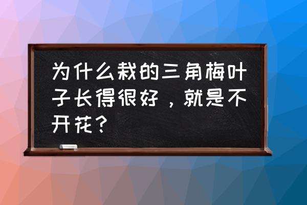 三角梅光长叶不开花的原因 为什么栽的三角梅叶子长得很好，就是不开花？