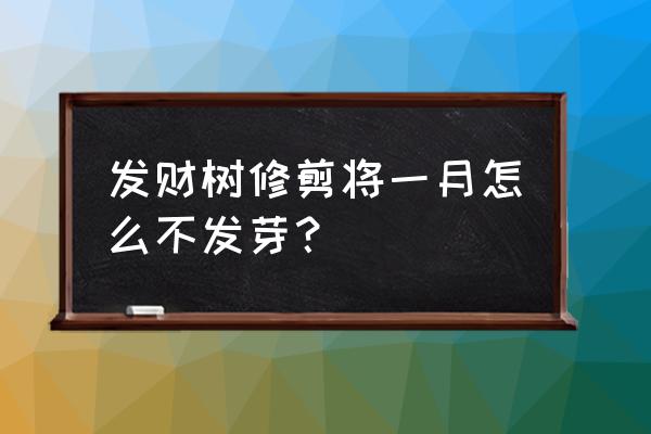 发财树修剪后怎么才能快速发芽 发财树修剪将一月怎么不发芽？