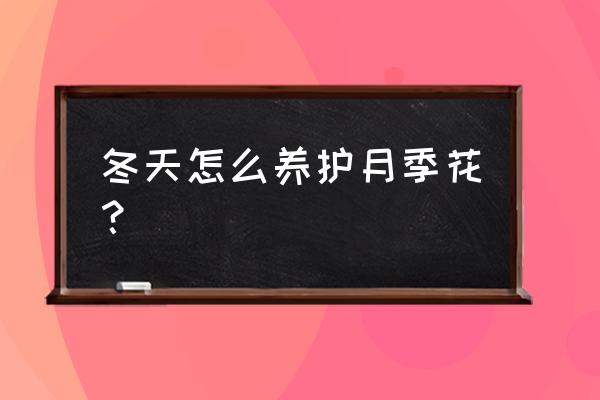 初冬入手月季怎么养 冬天怎么养护月季花？