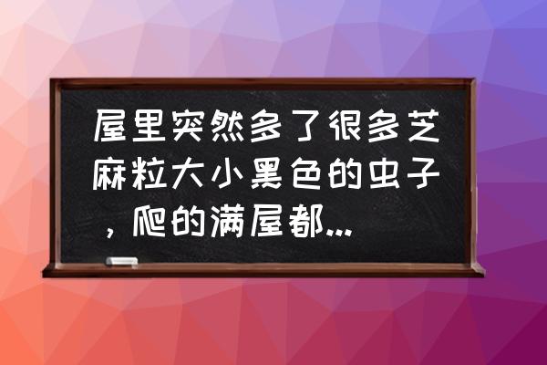 厨房墙壁上芝麻一样的虫卵怎么办 屋里突然多了很多芝麻粒大小黑色的虫子，爬的满屋都是，什么原因啊，怎么解决？