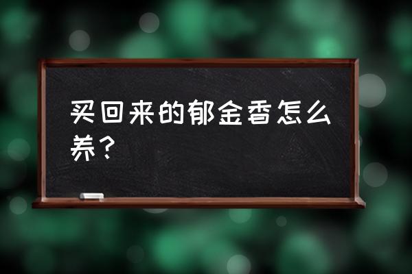 郁金香小种球怎么养大 买回来的郁金香怎么养？