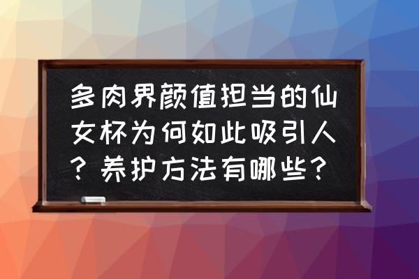 刚买回来的仙女杯多肉怎么养 多肉界颜值担当的仙女杯为何如此吸引人？养护方法有哪些？