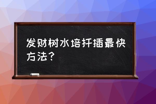 发财树用什么扦插生根最好 发财树水培扦插最快方法？