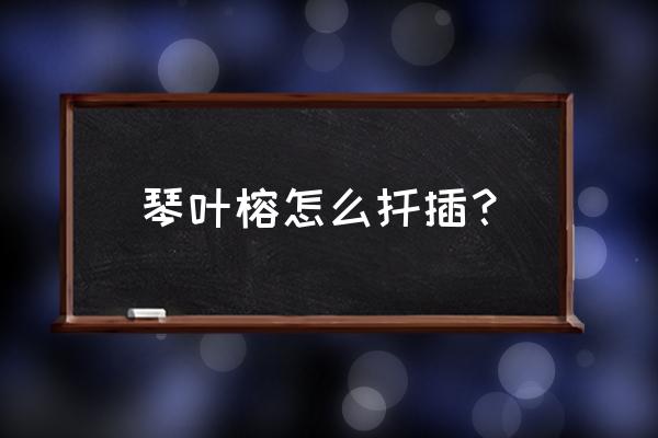 琴叶榕养殖繁殖方法 琴叶榕怎么扦插？