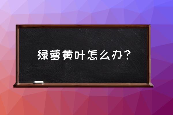 绿萝叶子发黄解决小窍门 绿萝黄叶怎么办？