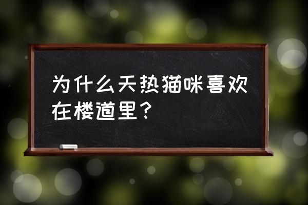 热猫怎么直播游戏 为什么天热猫咪喜欢在楼道里？