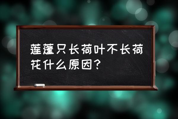 盆栽荷花不开花是什么原因 莲蓬只长荷叶不长荷花什么原因？