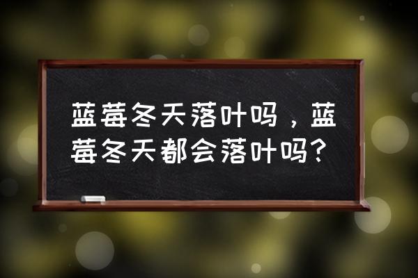 盆栽蓝莓北方怎么过冬 蓝莓冬天落叶吗，蓝莓冬天都会落叶吗？