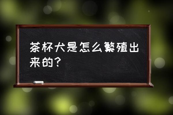 狗狗接生详细教程 茶杯犬是怎么繁殖出来的？