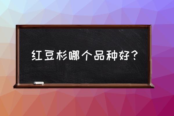 盆栽红豆杉哪种好 红豆杉哪个品种好？