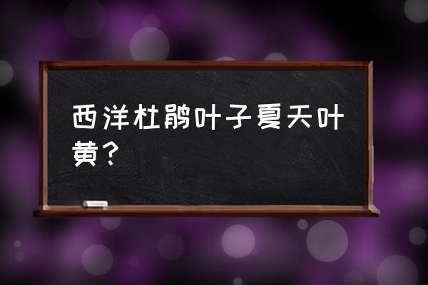 西洋鹃养护技术方案 西洋杜鹃叶子夏天叶黄？