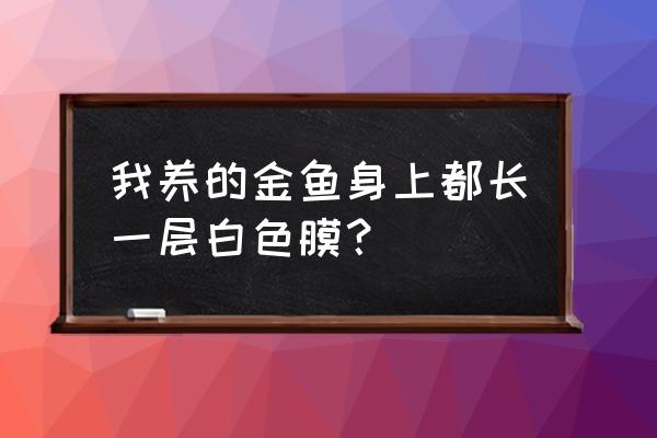 金鱼得了水霉病正常治几天就会好 我养的金鱼身上都长一层白色膜？