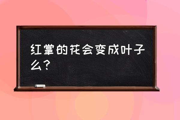 红掌怎样长出完整叶子 红掌的花会变成叶子么？