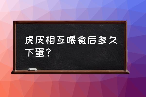 大头虎皮鹦鹉多久能繁育 虎皮相互喂食后多久下蛋？