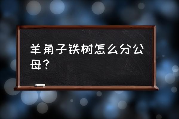 铁树公母哪个长得快 羊角子铁树怎么分公母？