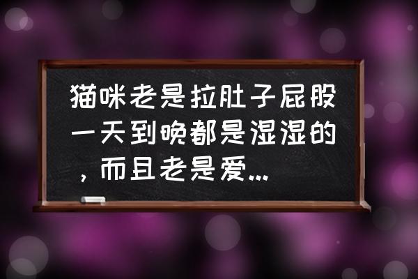 小猫拉稀肚子咕噜咕噜响 猫咪老是拉肚子屁股一天到晚都是湿湿的，而且老是爱无缘无故的叫？