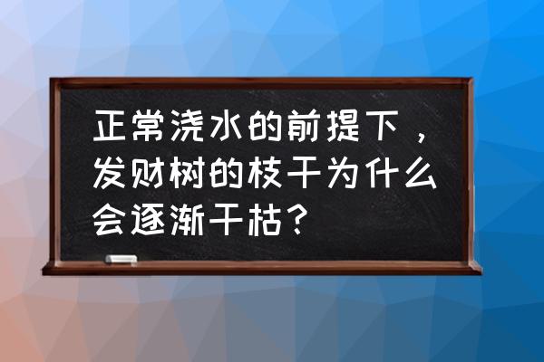 发财树养护方法和要求 正常浇水的前提下，发财树的枝干为什么会逐渐干枯？