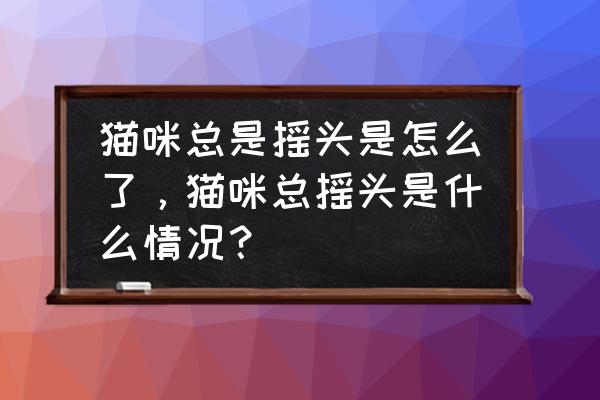 猫猫摇一次看个够 猫咪总是摇头是怎么了，猫咪总摇头是什么情况？