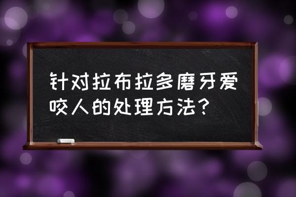 拉布拉多犬咬人后有什么后果 针对拉布拉多磨牙爱咬人的处理方法？