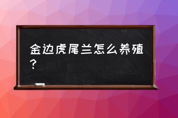 怎么培养出金边虎尾兰 金边虎尾兰怎么养殖？