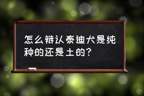 怎么挑选纯种的泰迪狗狗 怎么辩认泰迪犬是纯种的还是土的？