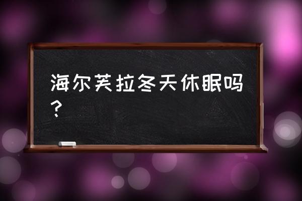 十大最耐寒的睡莲 海尔芙拉冬天休眠吗？