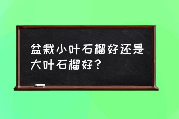 石榴盆栽买什么好 盆栽小叶石榴好还是大叶石榴好？