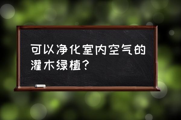 室内净化植物 可以净化室内空气的灌木绿植？