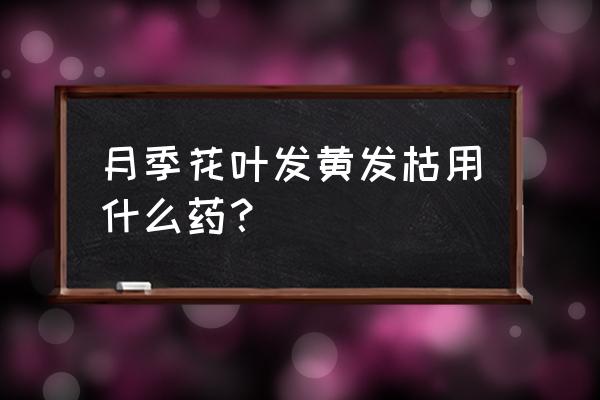 月季叶子边缘发黄的原因 月季花叶发黄发枯用什么药？