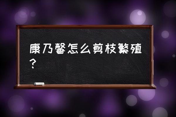 扦插康乃馨的最佳时间 康乃馨怎么剪枝繁殖？