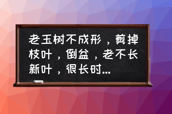 玉树怎样去养护 老玉树不成形，剪掉枝叶，倒盆，老不长新叶，很长时间才长了点儿叶。感觉老桩根好不长新根，该怎么养护？