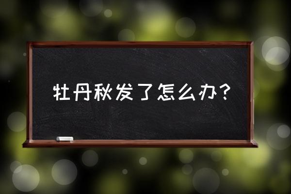 牡丹花秋发怎么补救 牡丹秋发了怎么办？