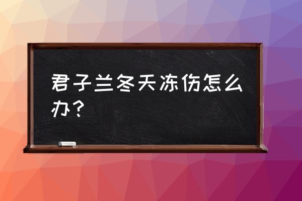 冬天君子兰怎么养护管理 君子兰冬天冻伤怎么办？