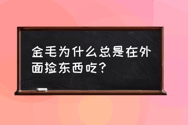 金毛为什么爱啃自己脚指甲 金毛为什么总是在外面捡东西吃？