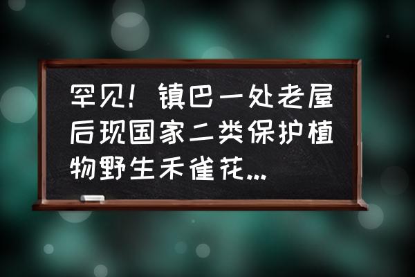 油麻藤最佳种植时间 罕见！镇巴一处老屋后现国家二类保护植物野生禾雀花，20多米长藤在林间结成“巨网”，或百年树龄, 你怎么看？