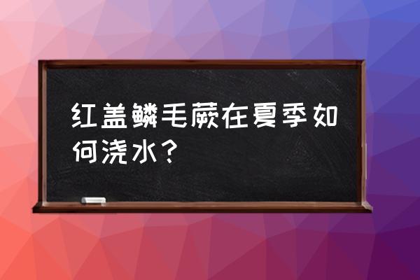 蕨类植物怎么老是黄叶 红盖鳞毛蕨在夏季如何浇水？