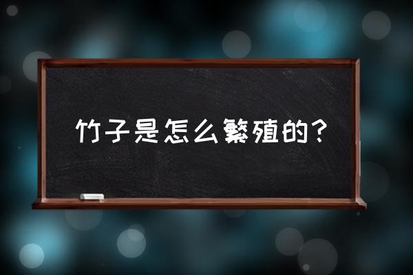 青皮竹子怎么去皮 竹子是怎么繁殖的？