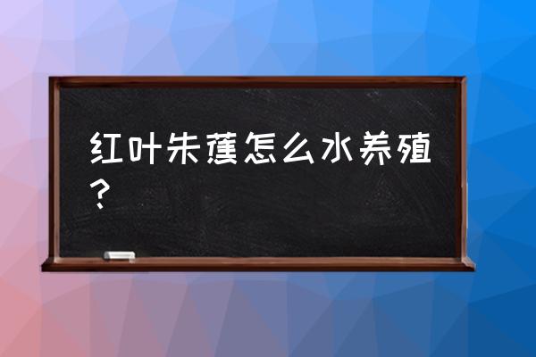 朱蕉土培好还是水培好 红叶朱蕉怎么水养殖？