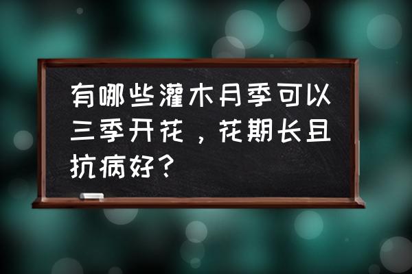 月季盆栽不开花怎么办 有哪些灌木月季可以三季开花，花期长且抗病好？