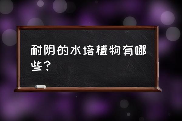 橡皮树水培生根的最佳方法 耐阴的水培植物有哪些？