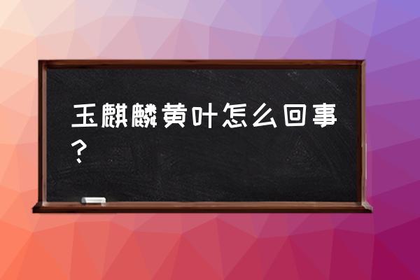 麒麟掌怎么养不会黄叶 玉麒麟黄叶怎么回事？