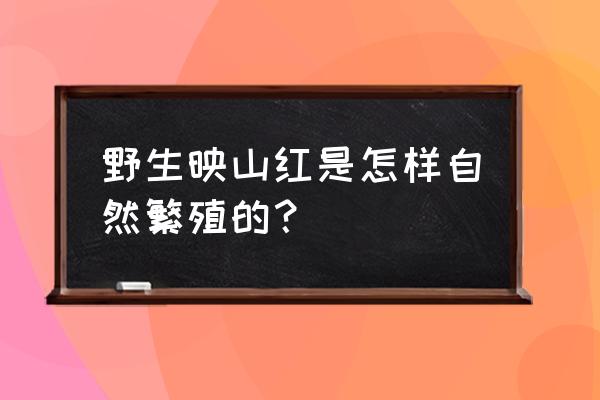 映山红的最好的种植方法 野生映山红是怎样自然繁殖的？