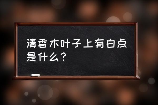 花叶子长白色粉末怎么办 清香木叶子上有白点是什么？