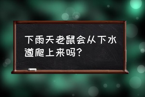 怎么阻止老鼠从下水道爬上来 下雨天老鼠会从下水道爬上来吗？