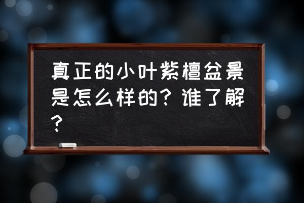 小叶紫檀盆景怎么样才算是正宗 真正的小叶紫檀盆景是怎么样的？谁了解？