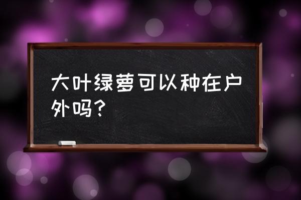 快死的大叶绿萝能救活吗 大叶绿萝可以种在户外吗？