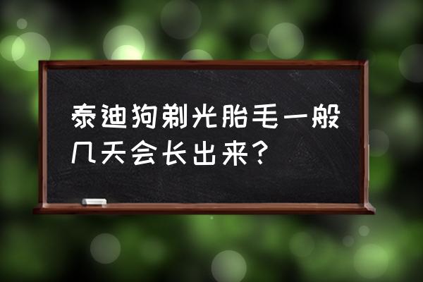 马尔济斯的胎毛是什么时候换 泰迪狗剃光胎毛一般几天会长出来？